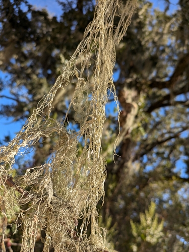 iNaturalist observation photo of lace lichen