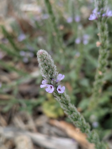 iNaturalist observation photo of western vervain