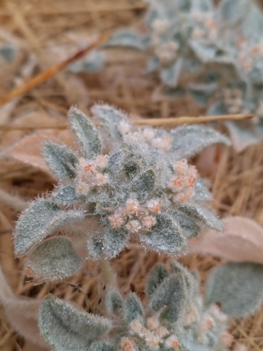 iNaturalist observation photo of turkey mullein