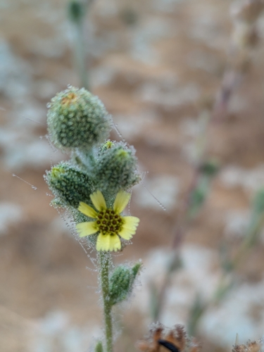 iNaturalist observation photo of tarweeds