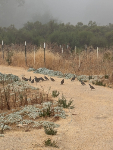 iNaturalist observation photo of California Quail