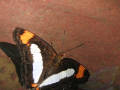 Adelpha paroeca paroeca