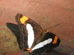Adelpha paroeca paroeca