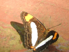 Adelpha paroeca paroeca