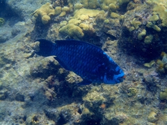 Scarus coelestinus