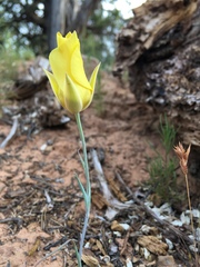 Calochortus aureus