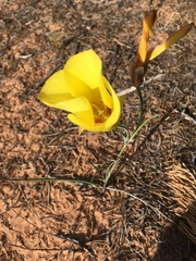 Calochortus aureus