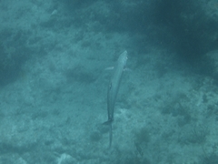 Scomberomorus regalis