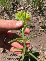 Lithospermum canescens