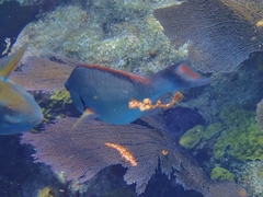 Sparisoma chrysopterum