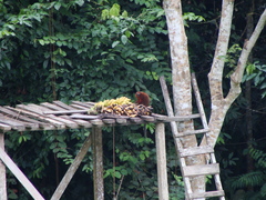 Plecturocebus discolor