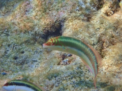 Halichoeres maculipinna