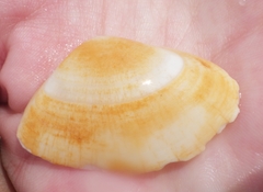 Tellinoidea
