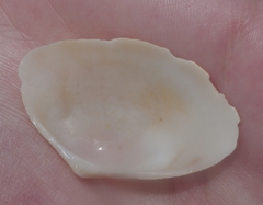 Tellinoidea