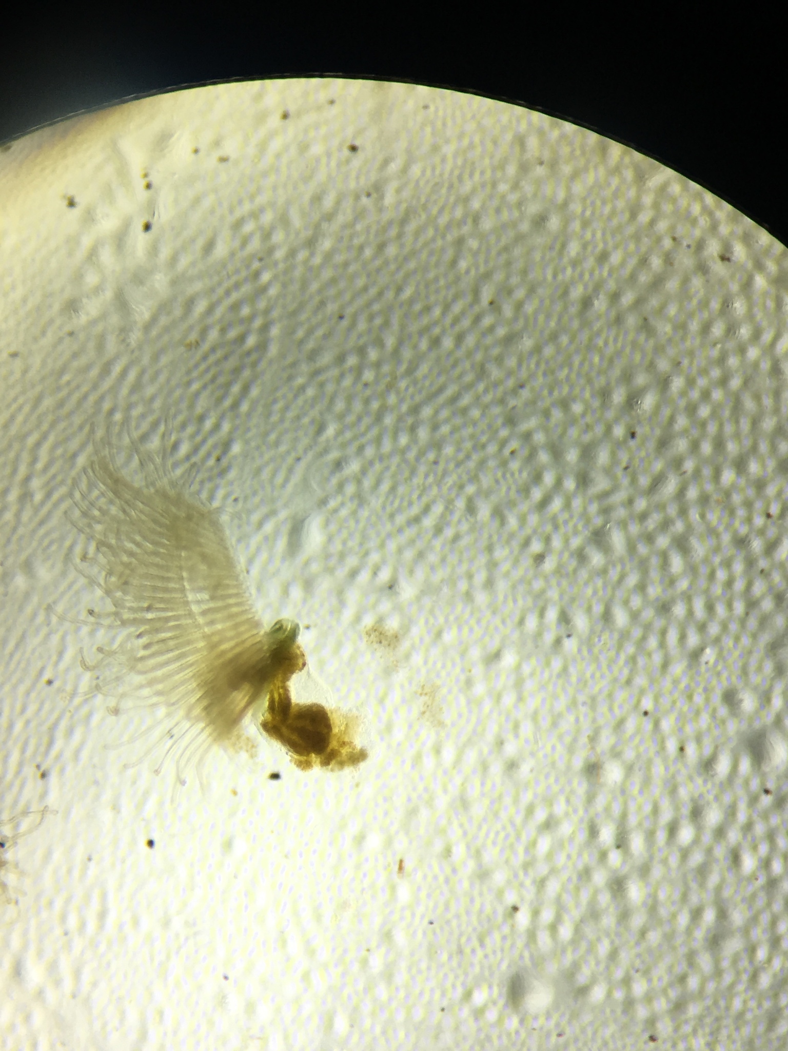 Lophopodella carteri (Hyatt, 1866)