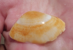 Tellinoidea