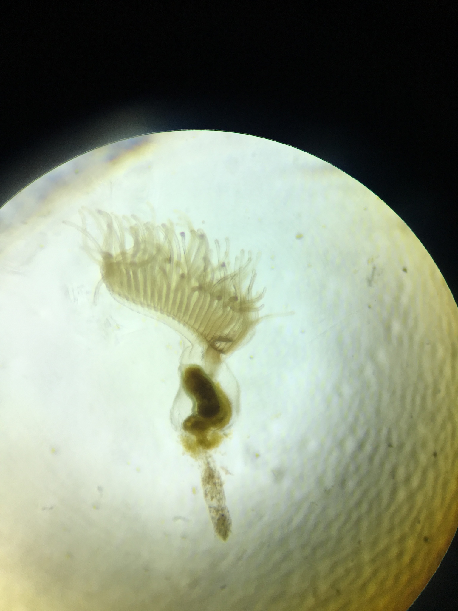 Lophopodella carteri (Hyatt, 1866)