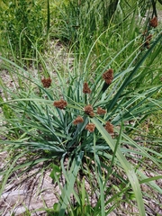 Cyperus ligularis