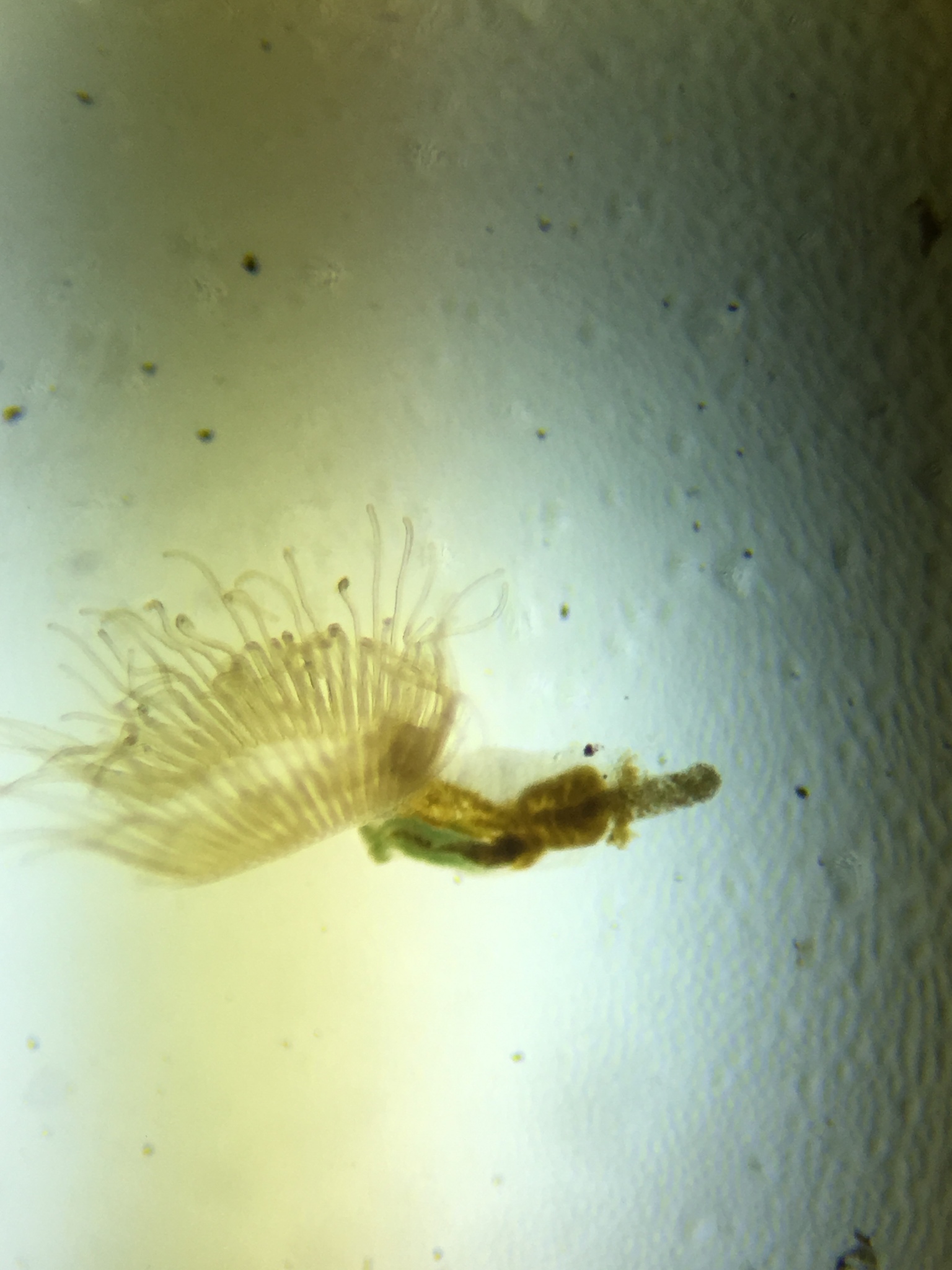 Lophopodella carteri (Hyatt, 1866)