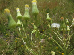 Senecio sylvaticus