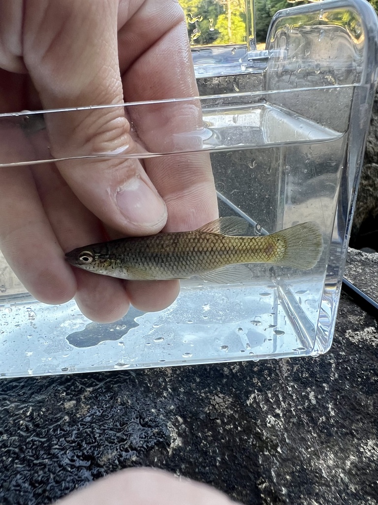 Speckled Killifish