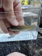 Speckled Killifish photo 1