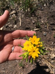 Lithospermum canescens