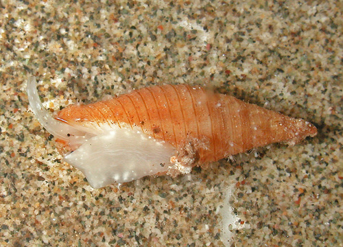 Subcancilla flammea in life