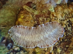 Prostheceraeus crozieri