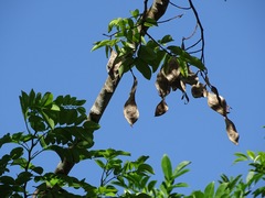 Lonchocarpus violaceus