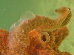 Mycale microsigmatosa