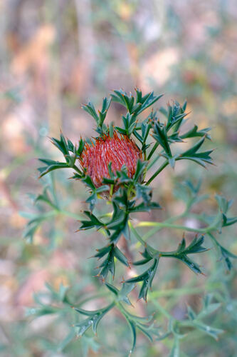 Image of Isopogon dubius by (c) Peter Crowcroft, some rights reserved (CC BY)