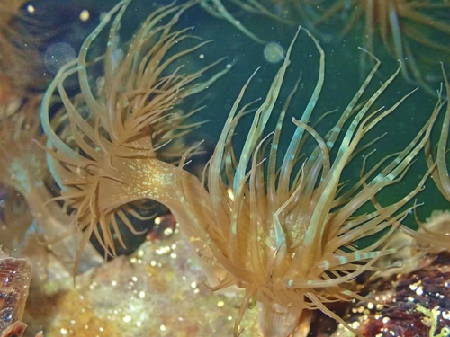 Representative image of Exaiptasia