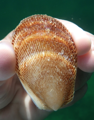 Rough File Clam