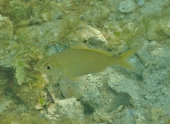 Eucinostomus