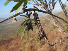 Ropalidia revolutionalis