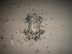 Iridomyrmex sanguineus