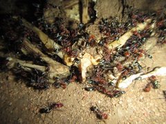 Iridomyrmex sanguineus