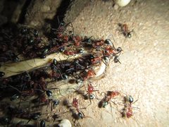 Iridomyrmex sanguineus