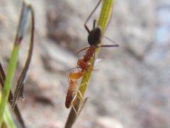 Iridomyrmex sanguineus