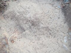 Iridomyrmex sanguineus