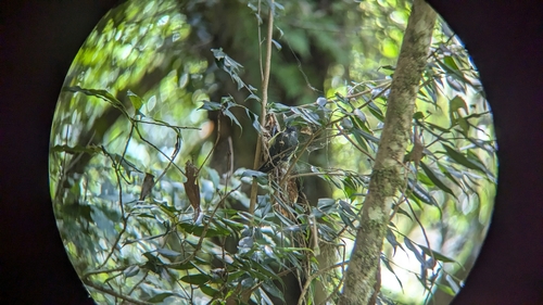 Yellow Tit (Machlolophus holsti), photo 10
