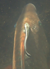 Phtheirichthys lineatus