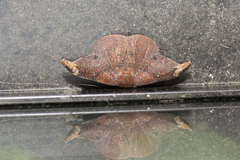 Oreta griseotincta