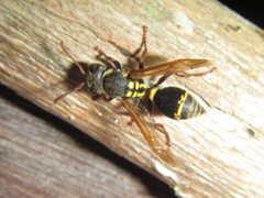 Ropalidia socialistica