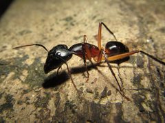 Camponotus confusus