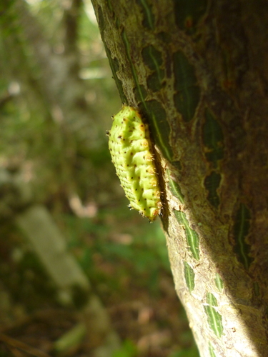 Acharia pauper