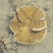 Turbinaria bifrons - Photo (c) Matthew Connors,  זכויות יוצרים חלקיות (CC BY-NC-SA), uploaded by Matthew Connors