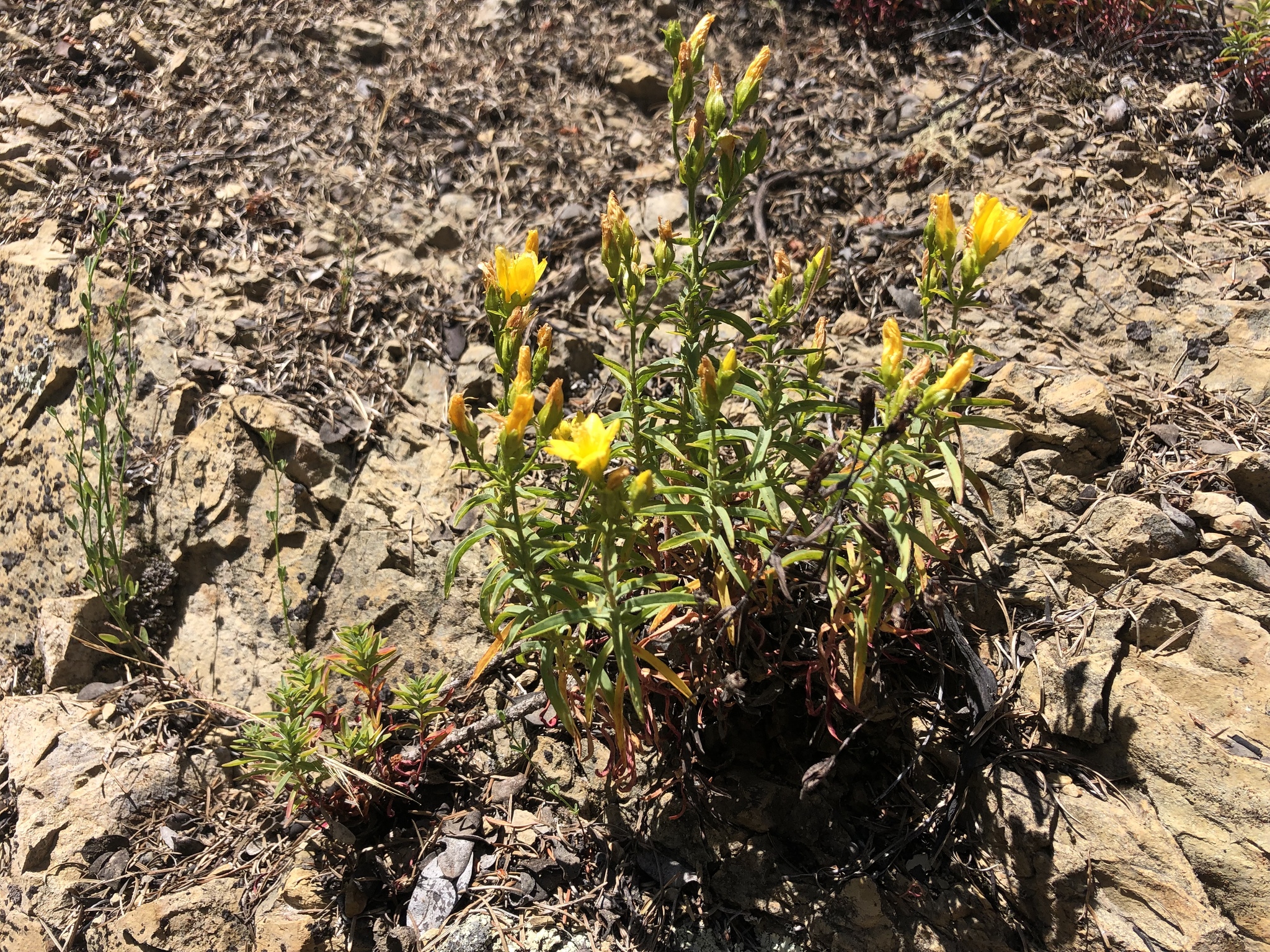 Hypericum concinnum