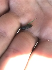 Acteniceromorphus spinosus